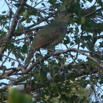 Ptilonorhynchus violaceus (Satin Bowerbird) at Duffy, ACT - 12 Jan 2021 by Rob1e8