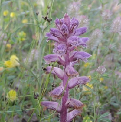 Orobanche minor (Broomrape) at Conder, ACT - 3 Nov 2020 by michaelb