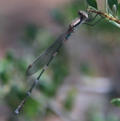 Austrolestes leda (Wandering Ringtail) at Hughes, ACT - 12 Jan 2021 by LisaH