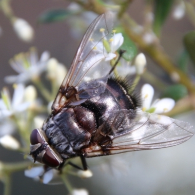 Rutilia (Donovanius) sp. (genus & subgenus) (A Bristle Fly) at Hughes, ACT - 11 Jan 2021 by LisaH