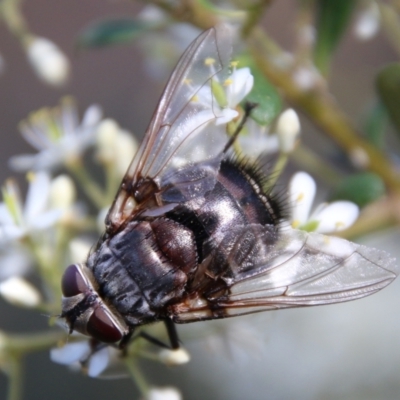 Rutilia (Donovanius) sp. (genus & subgenus) (A Bristle Fly) at Hughes, ACT - 12 Jan 2021 by LisaH