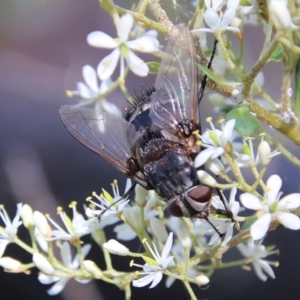 Rutilia (Donovanius) sp. (genus & subgenus) at Hughes, ACT - 12 Jan 2021 10:51 AM