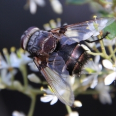 Rutilia (Donovanius) sp. (genus & subgenus) at Hughes, ACT - 12 Jan 2021 10:51 AM