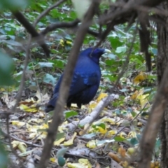 Ptilonorhynchus violaceus (Satin Bowerbird) at Red Hill, ACT - 4 Jun 2020 by Rob1e8