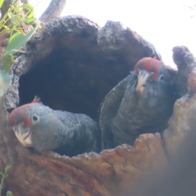 Callocephalon fimbriatum (Gang-gang Cockatoo) at Red Hill, ACT - 12 Jan 2021 by roymcd