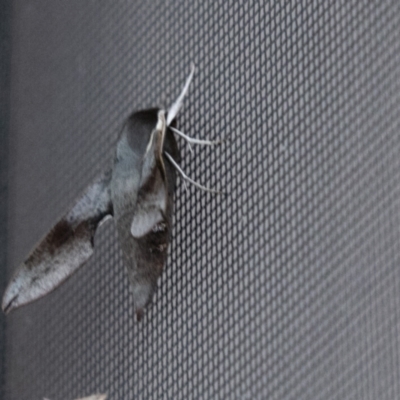 Hippotion scrofa (Coprosma Hawk Moth) at Chapman, ACT - 10 Jan 2021 by SWishart