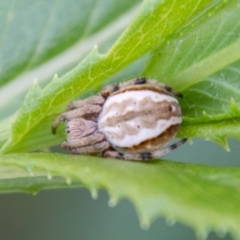 Araneinae (subfamily) (Orb weaver) at Paddys River, ACT - 8 Jan 2021 by SWishart