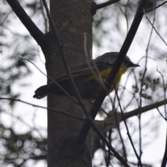 Eopsaltria australis (Eastern Yellow Robin) at Goulburn Mulwaree Council - 13 Jan 2021 by mcleana