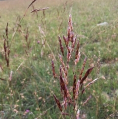 Sorghum leiocladum (Wild Sorghum) at Lower Boro, NSW - 19 Dec 2020 by mcleana