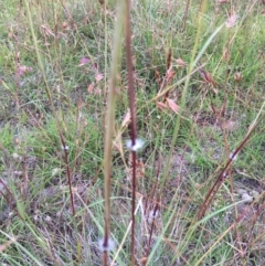 Sorghum leiocladum at Lower Boro, NSW - 19 Dec 2020