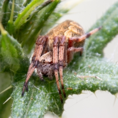 Salsa fuliginata (Sooty Orb-weaver) at Tidbinbilla Nature Reserve - 8 Jan 2021 by SWishart