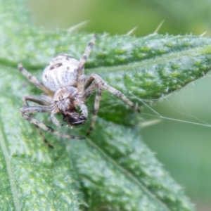 Araneinae (subfamily) at Paddys River, ACT - 8 Jan 2021