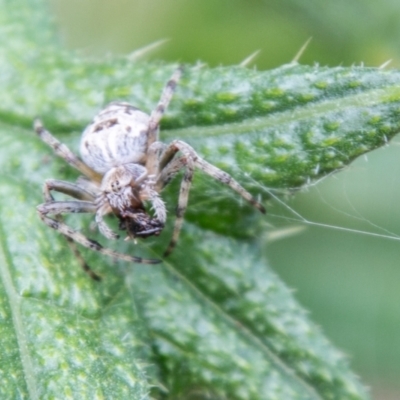 Araneinae (subfamily) (Orb weaver) at Paddys River, ACT - 8 Jan 2021 by SWishart