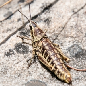 Monistria concinna at Paddys River, ACT - 8 Jan 2021