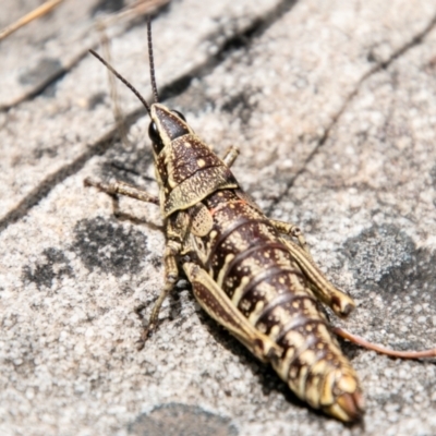 Monistria concinna (Southern Pyrgomorph) at Tidbinbilla Nature Reserve - 8 Jan 2021 by SWishart