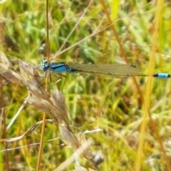 Ischnura heterosticta (Common Bluetail Damselfly) at Dunlop Grasslands - 12 Jan 2021 by tpreston