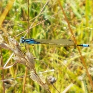 Ischnura heterosticta at Dunlop, ACT - 13 Jan 2021