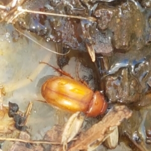 Heteronyx sp. (genus) at Dunlop, ACT - 13 Jan 2021