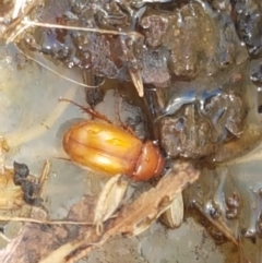 Heteronyx sp. (genus) at Dunlop, ACT - 13 Jan 2021