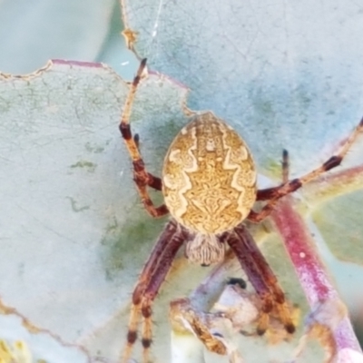 Salsa fuliginata (Sooty Orb-weaver) at Dunlop, ACT - 12 Jan 2021 by tpreston