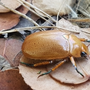 Anoplognathus pallidicollis at Dunlop, ACT - 13 Jan 2021