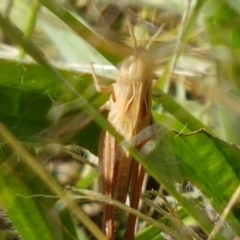 Caledia captiva (grasshopper) at Dunlop Grasslands - 12 Jan 2021 by tpreston