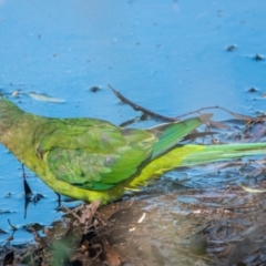 Polytelis swainsonii (Superb Parrot) at Hackett, ACT - 13 Jan 2021 by sbittinger