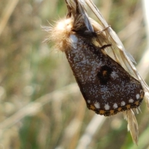 Epicoma contristis at Dunlop, ACT - 13 Jan 2021