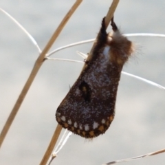 Epicoma contristis at Dunlop, ACT - 13 Jan 2021