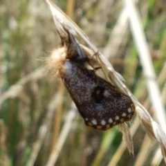 Epicoma contristis at Dunlop, ACT - 13 Jan 2021