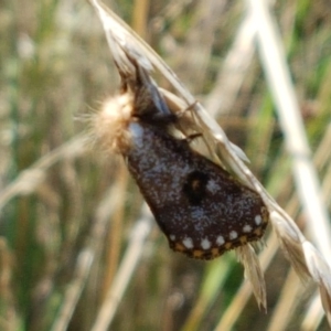 Epicoma contristis at Dunlop, ACT - 13 Jan 2021