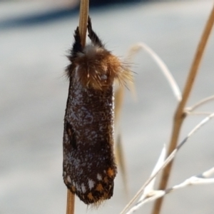 Epicoma contristis at Dunlop, ACT - 13 Jan 2021