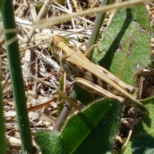 Chortoicetes terminifera at Dunlop, ACT - 13 Jan 2021