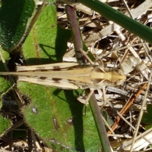 Chortoicetes terminifera at Dunlop, ACT - 13 Jan 2021