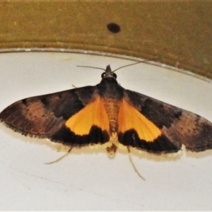 Uresiphita ornithopteralis at Wanniassa, ACT - 12 Jan 2021