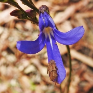 Lobelia dentata at Cotter River, ACT - 12 Jan 2021