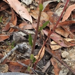 Lobelia dentata at Cotter River, ACT - 12 Jan 2021 10:53 AM