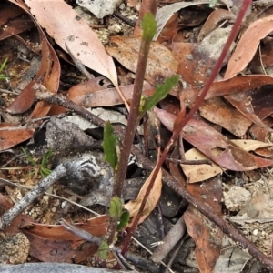 Lobelia dentata at Cotter River, ACT - 12 Jan 2021 10:53 AM