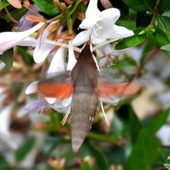 Hippotion scrofa (Coprosma Hawk Moth) at Crooked Corner, NSW - 12 Jan 2021 by Milly