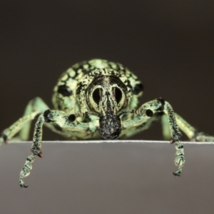 Chrysolopus spectabilis at Belconnen, ACT - 12 Jan 2021 05:05 PM