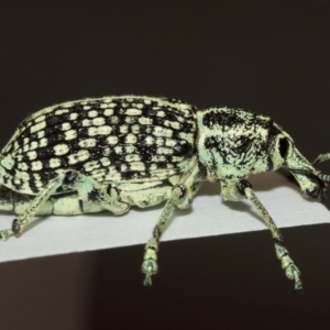 Chrysolopus spectabilis at Belconnen, ACT - 12 Jan 2021