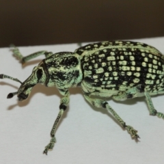 Chrysolopus spectabilis at Belconnen, ACT - 12 Jan 2021 05:05 PM