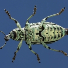 Chrysolopus spectabilis at Belconnen, ACT - 12 Jan 2021 05:05 PM