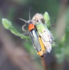 Chauliognathus tricolor (Tricolor soldier beetle) at Deakin, ACT - 12 Jan 2021 by LisaH