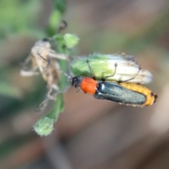 Chauliognathus tricolor at Deakin, ACT - 13 Jan 2021 09:42 AM