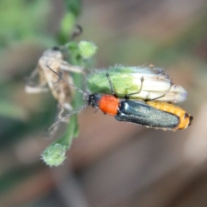 Chauliognathus tricolor at Deakin, ACT - 13 Jan 2021 09:42 AM