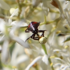 Oechalia schellenbergii (Spined Predatory Shield Bug) at Deakin, ACT - 13 Jan 2021 by LisaH