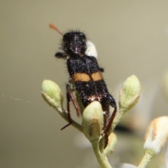 Eleale pulchra (Clerid beetle) at Deakin, ACT - 13 Jan 2021 by LisaH