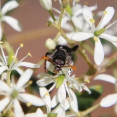 Eleale pulchra at Deakin, ACT - 13 Jan 2021