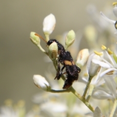 Eleale pulchra at Deakin, ACT - 13 Jan 2021